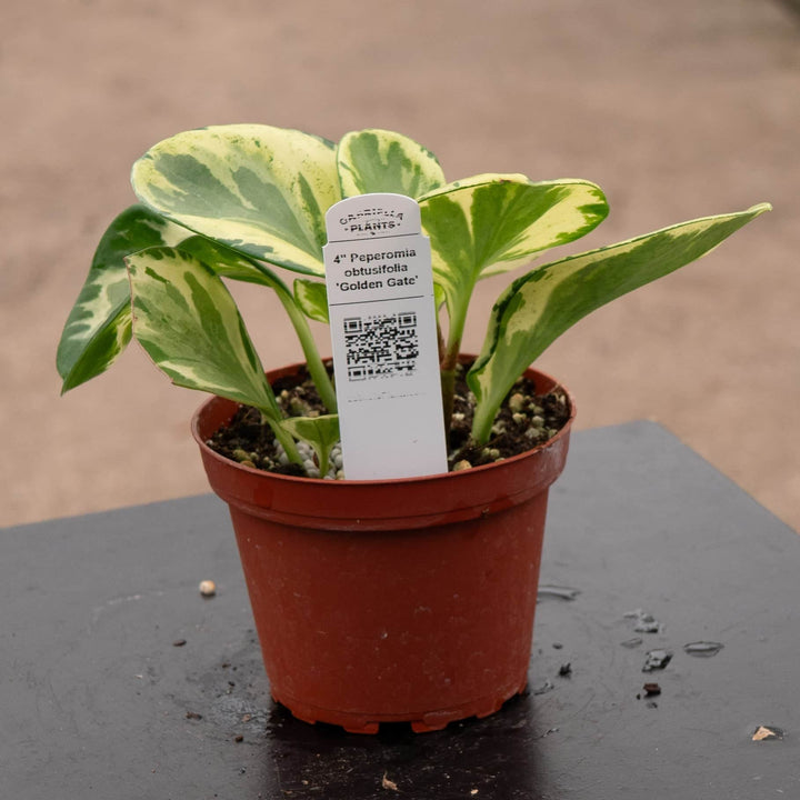 Gabriella Plants Peperomia 4" Peperomia obtusifolia 'Golden Gate'