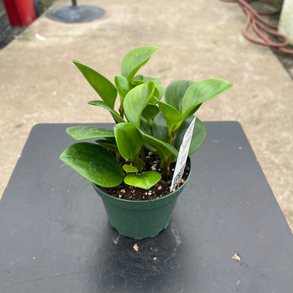Gabriella Plants Peperomia 4" Peperomia obtusifolia 'Lemon Lime'