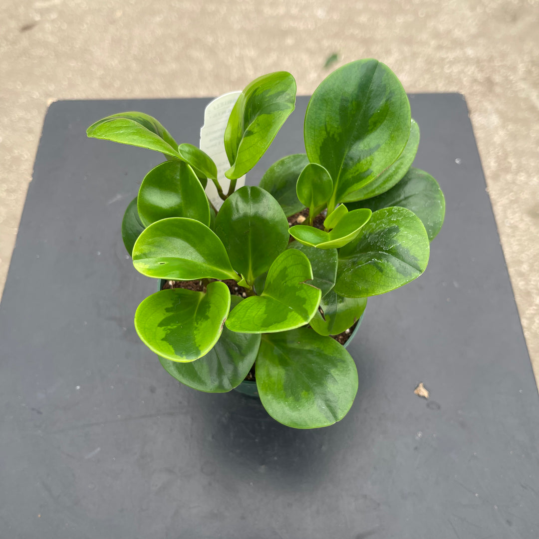 Gabriella Plants Peperomia 4" Peperomia obtusifolia &