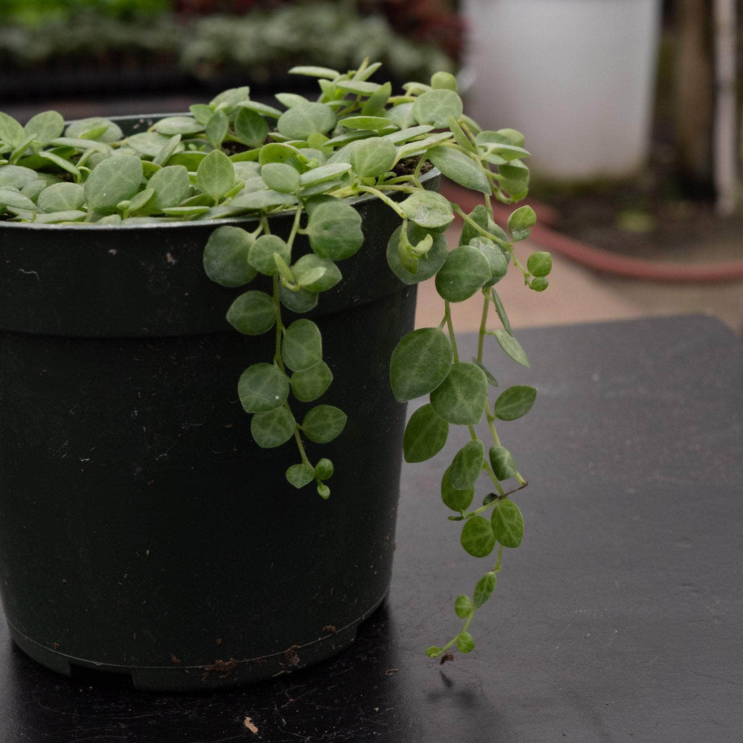 Gabriella Plants Peperomia Peperomia prostrata "String of Turtles"