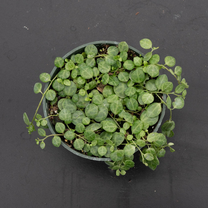 Gabriella Plants Peperomia Peperomia prostrata "String of Turtles"