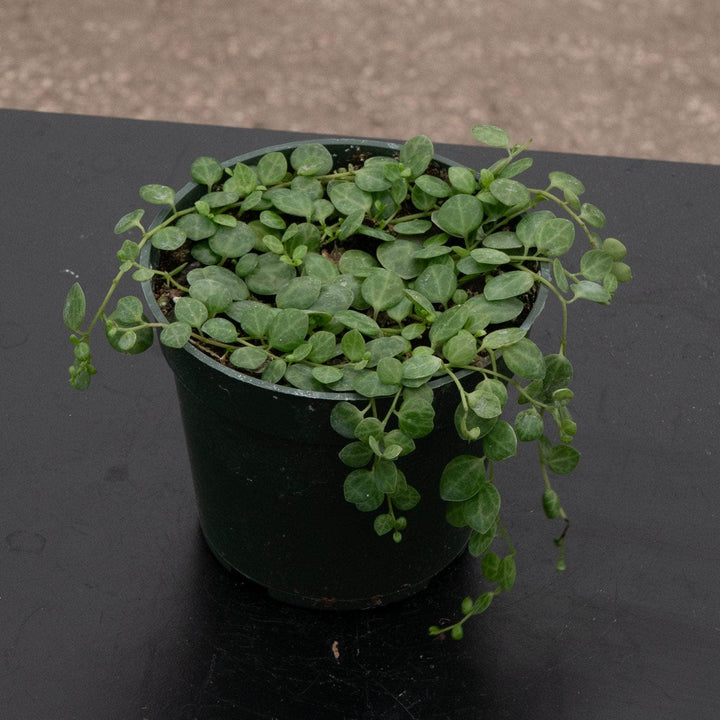 Gabriella Plants Peperomia Peperomia prostrata "String of Turtles"