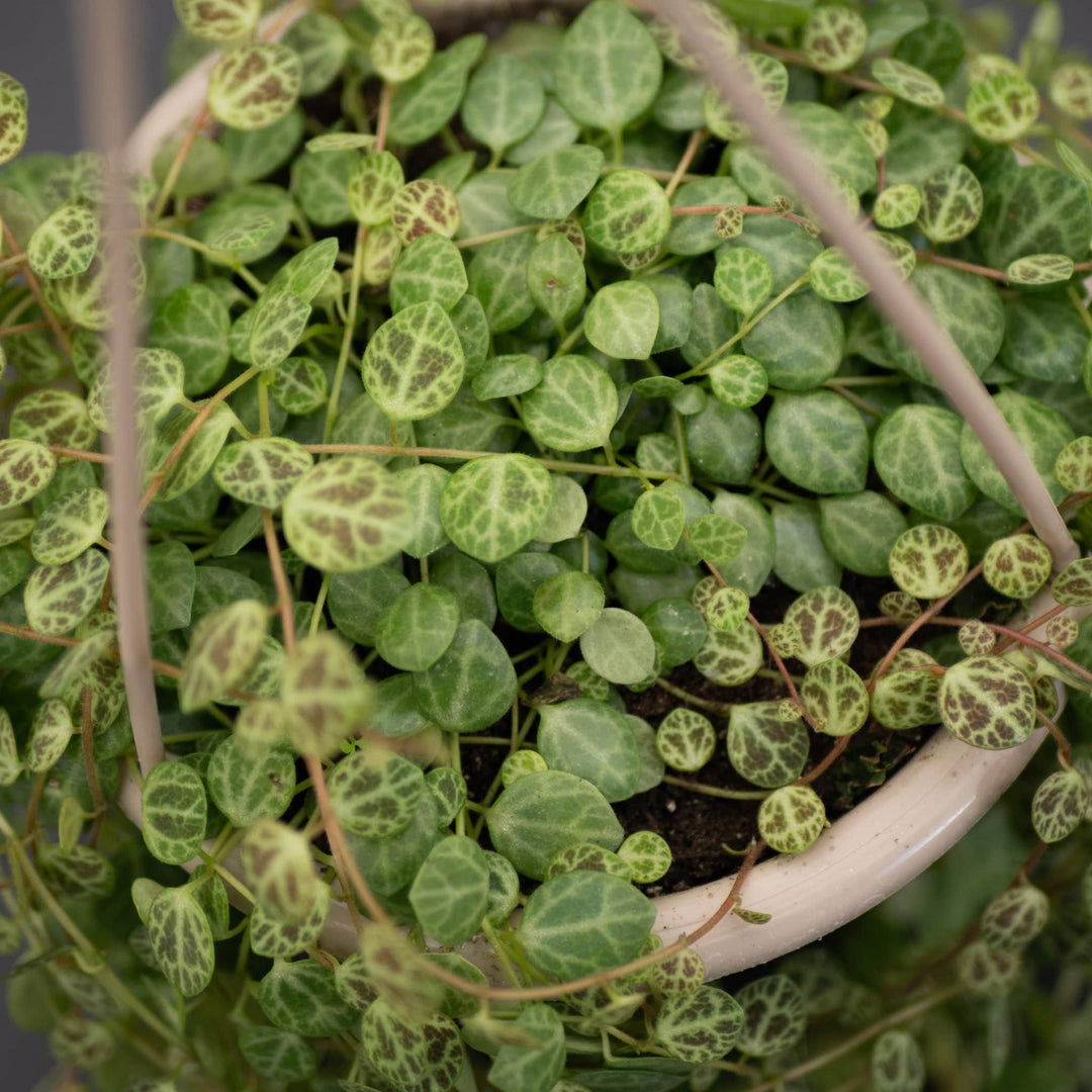 Gabriella Plants Peperomia Peperomia prostrata "String of Turtles"