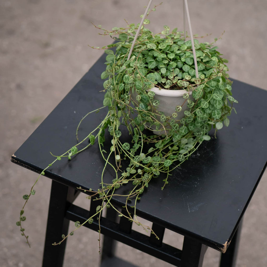 peperomia hanging plant Peperomia prostrata "String of Turtles"