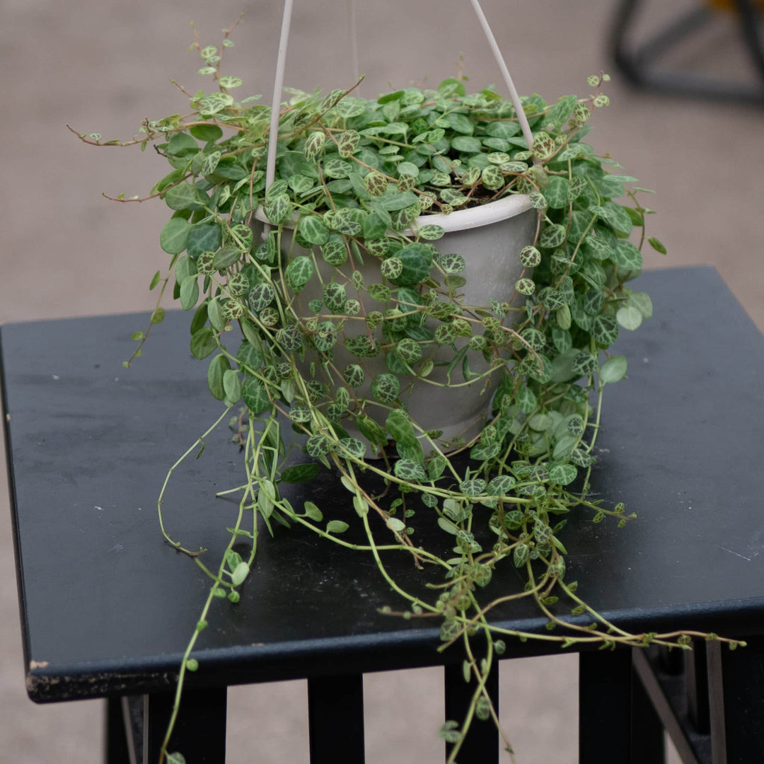 turtle indoor plant Peperomia prostrata "String of Turtles"