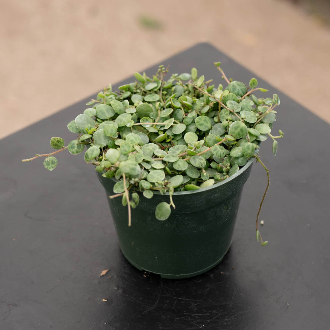 Gabriella Plants Peperomia Peperomia prostrata "String of Turtles"