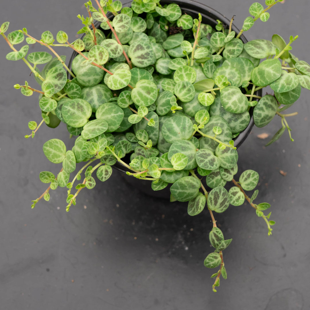 Gabriella Plants Peperomia Peperomia prostrata "String of Turtles"
