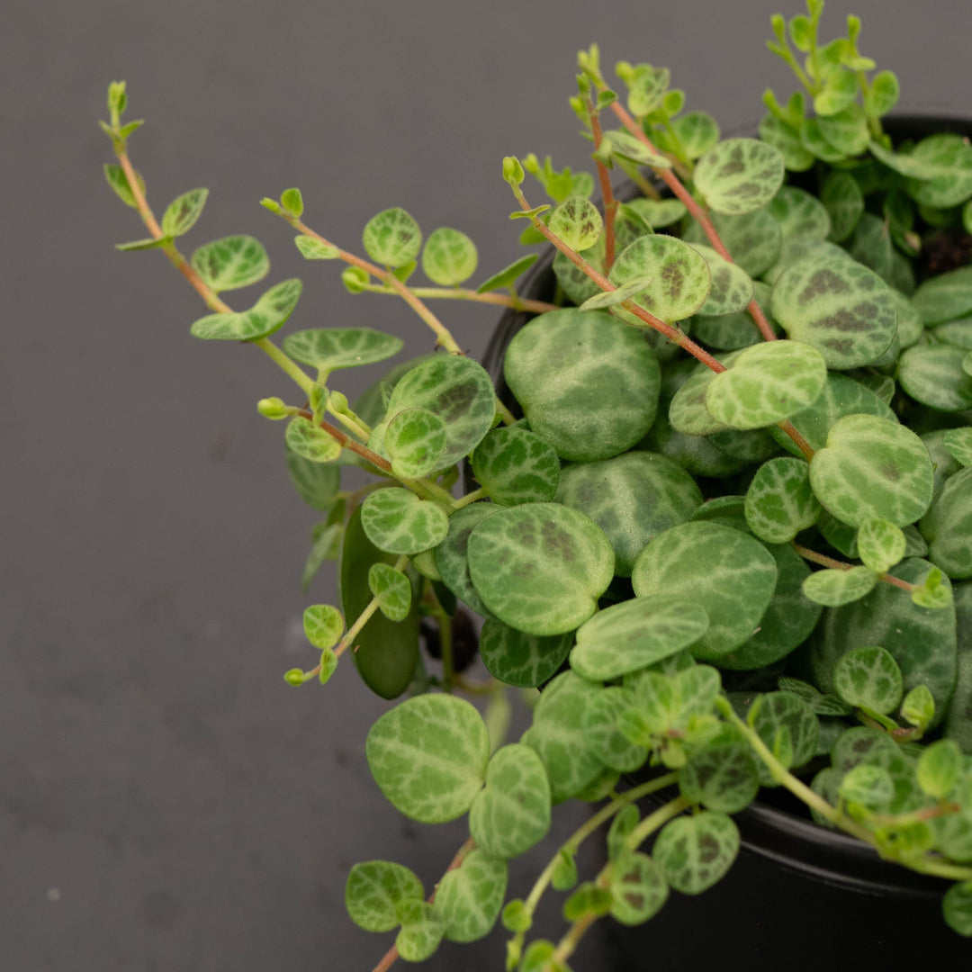 Gabriella Plants Peperomia Peperomia prostrata "String of Turtles"