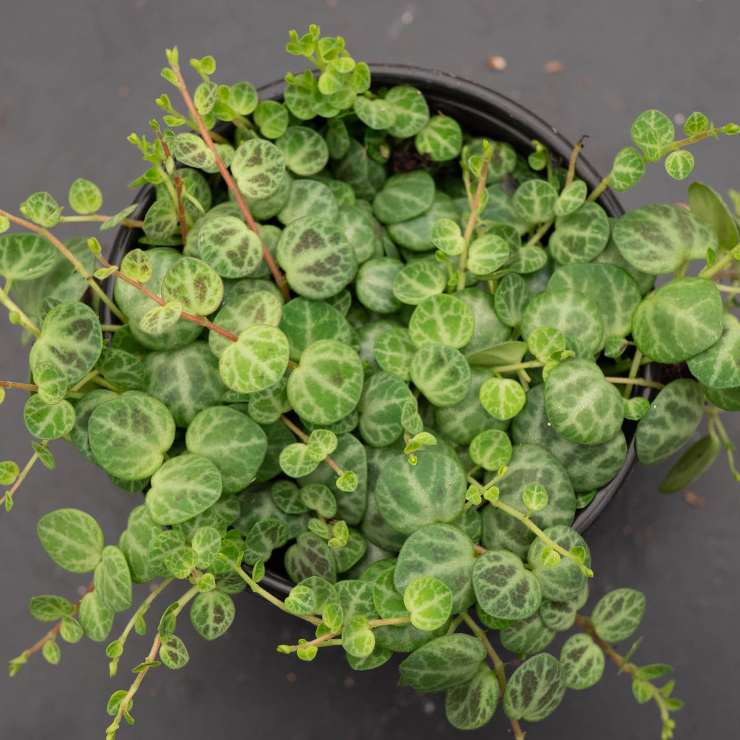 Gabriella Plants Peperomia Peperomia prostrata "String of Turtles"
