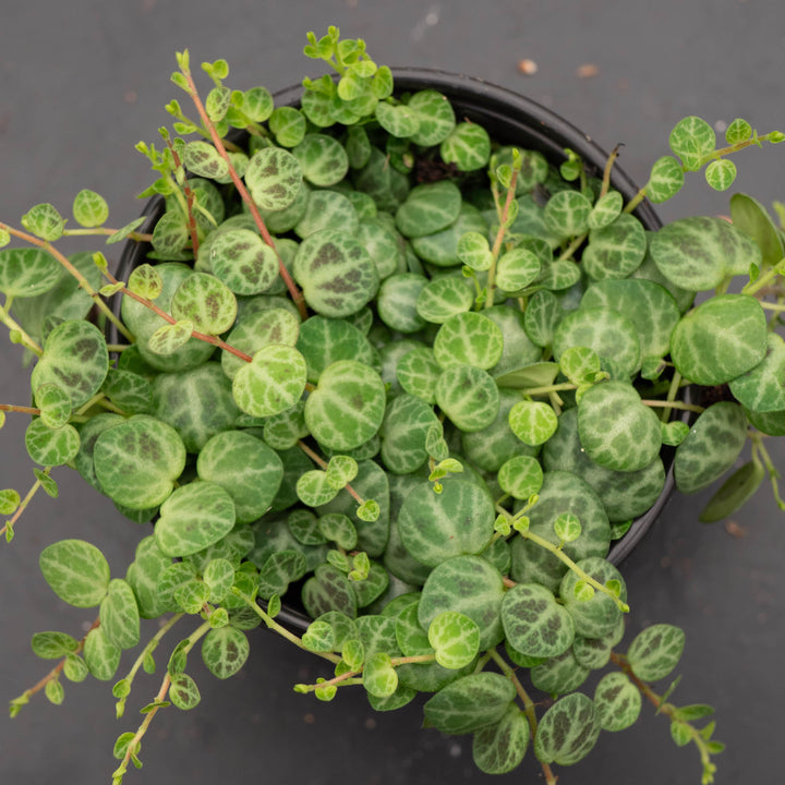 Gabriella Plants Peperomia Peperomia prostrata "String of Turtles"