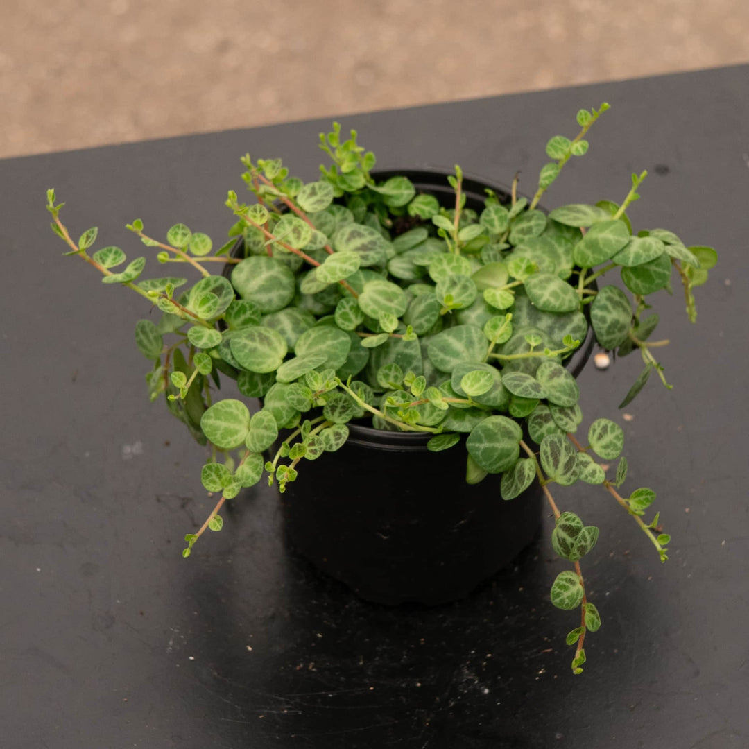 Gabriella Plants Peperomia Peperomia prostrata "String of Turtles"