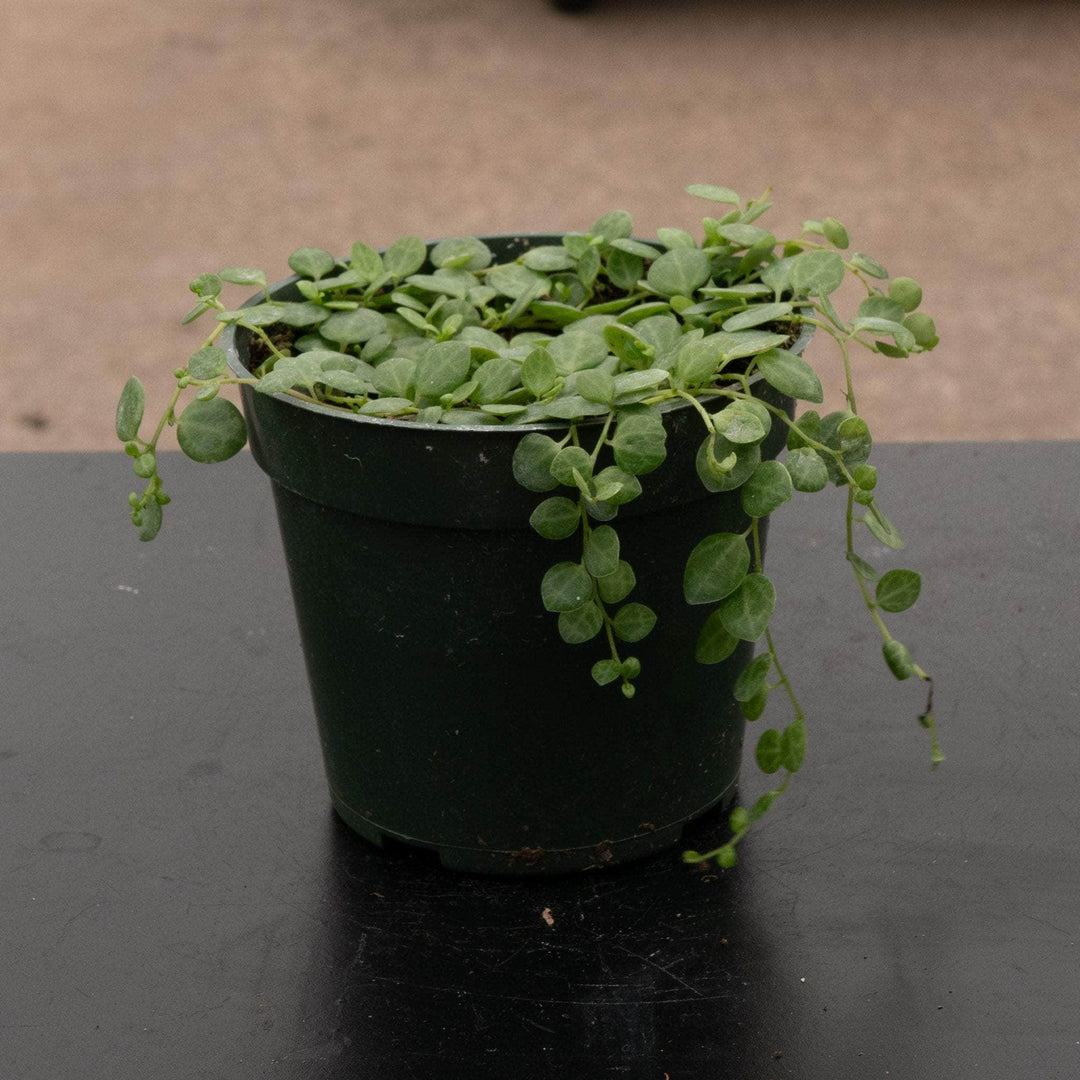Gabriella Plants Peperomia 4” Peperomia prostrata "String of Turtles"