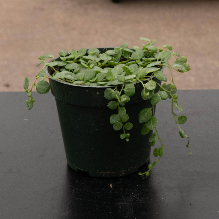 Gabriella Plants Peperomia 4” Peperomia prostrata "String of Turtles"