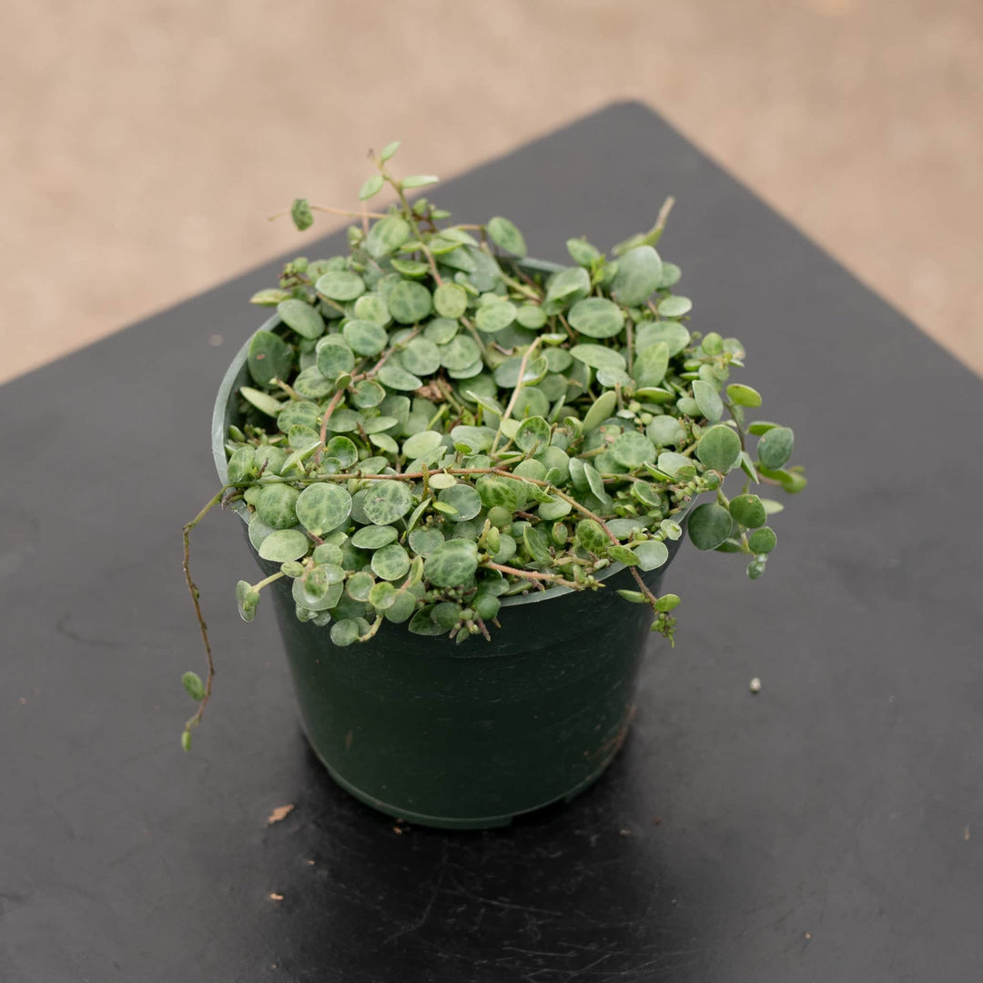 Gabriella Plants Peperomia 4” Peperomia prostrata "String of Turtles"