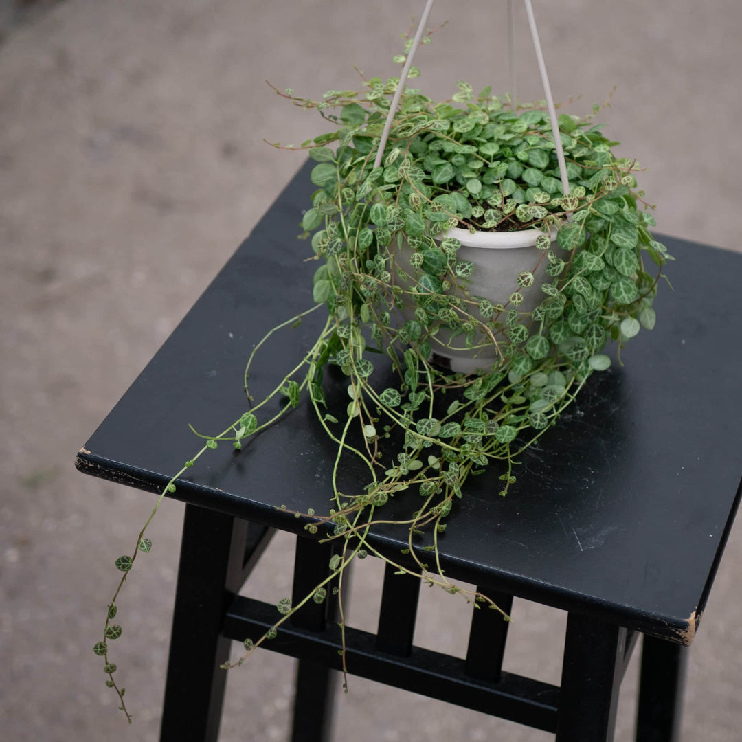 Gabriella Plants Peperomia 4.5" HB Peperomia prostrata "String of Turtles"