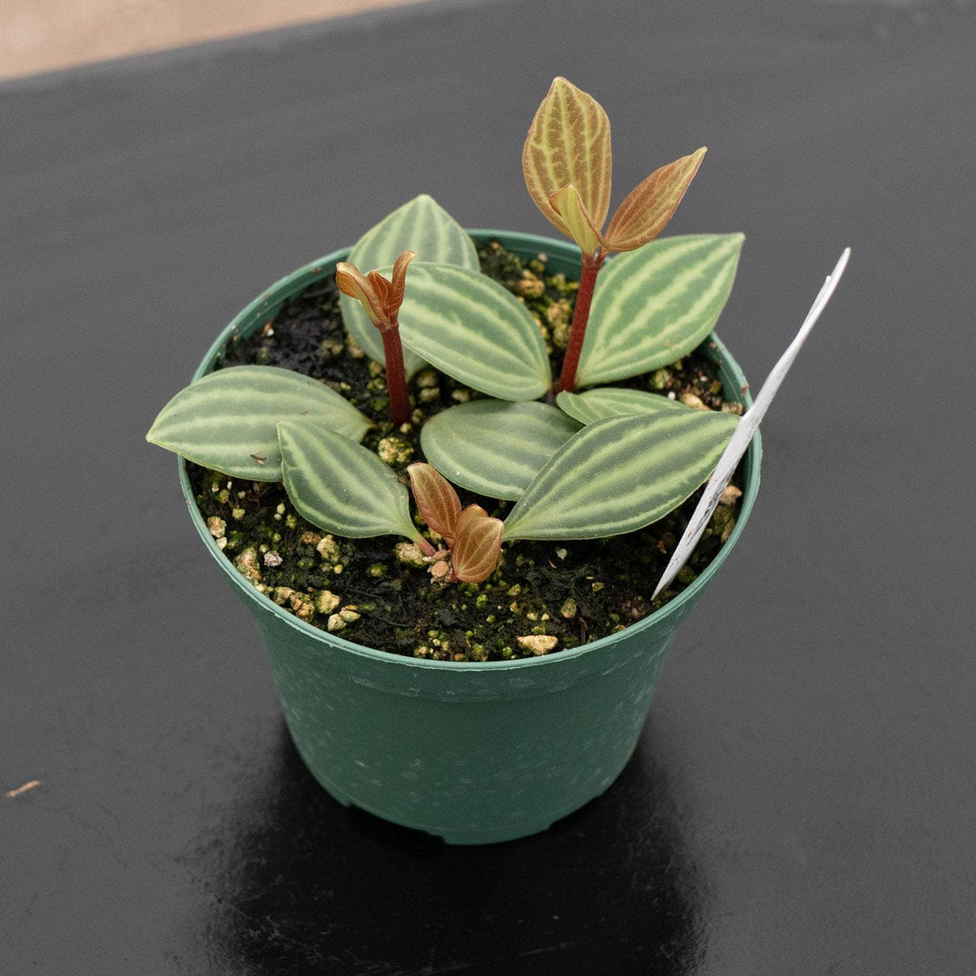 Peperomia tetragona “Parallel” - Gabriella Plants