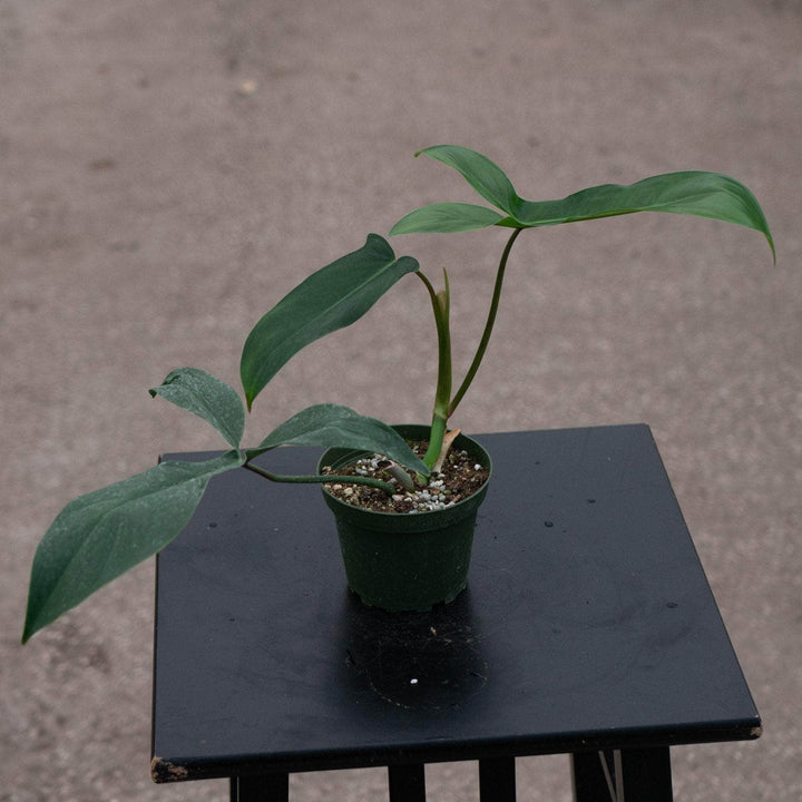 Gabriella Plants Philodendron 4" Philodendron 69686