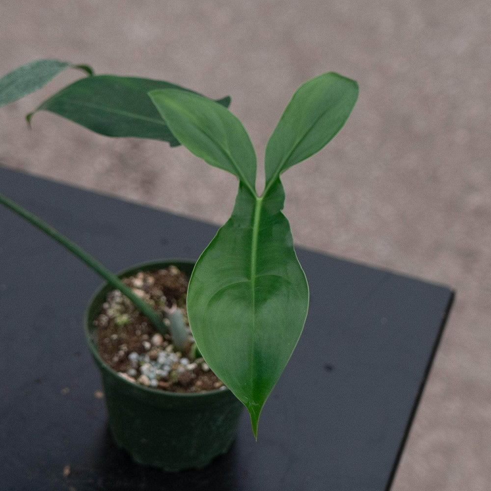 philodendron 69686 flower Philodendron 69686