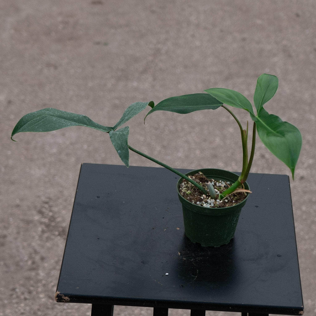 Gabriella Plants Philodendron 4" Philodendron 69686