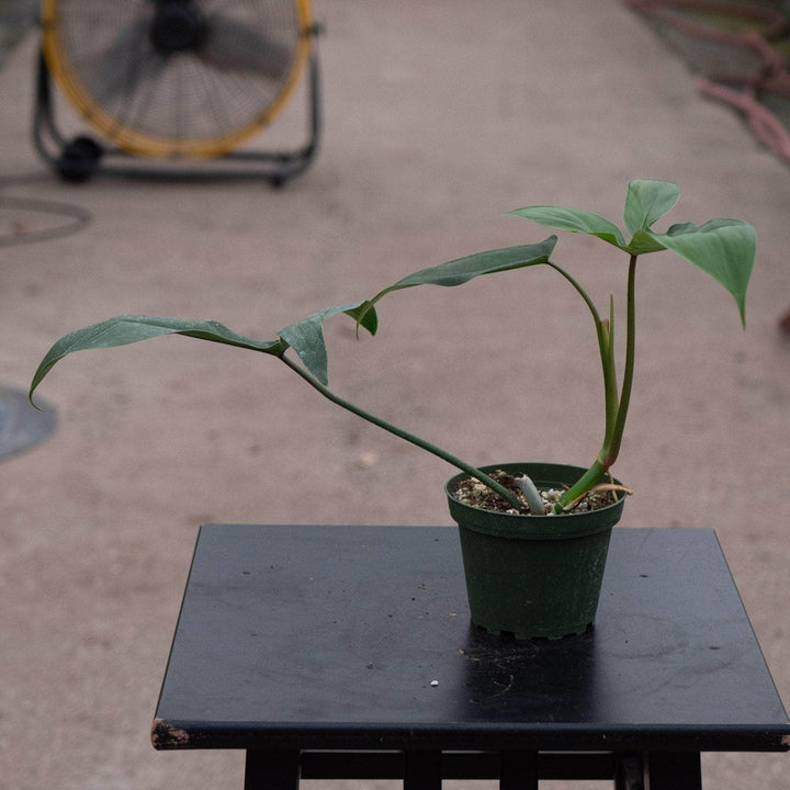 Gabriella Plants Philodendron 4" Philodendron 69686