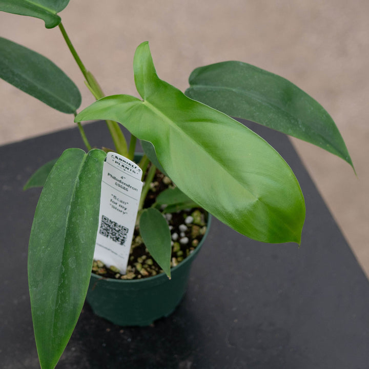 Gabriella Plants Philodendron 4" Philodendron 69686