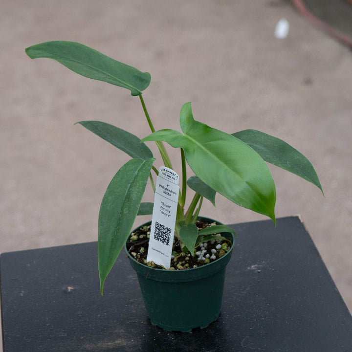 Gabriella Plants Philodendron 4" Philodendron 69686