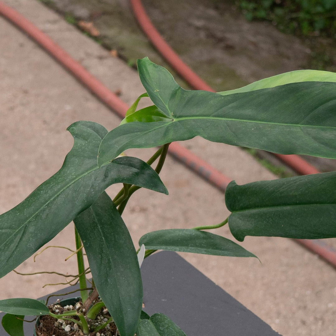 Gabriella Plants Philodendron 4" Philodendron 69686