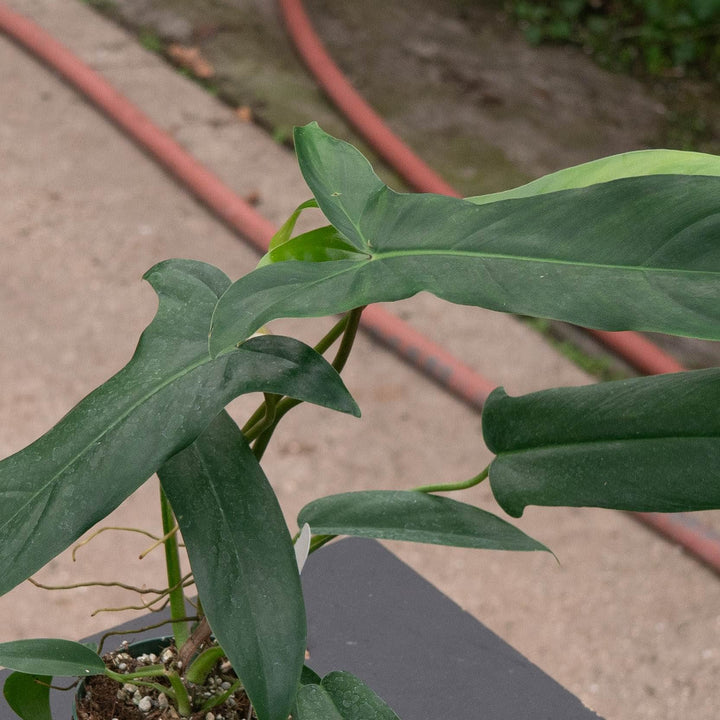 Gabriella Plants Philodendron 4" Philodendron 69686