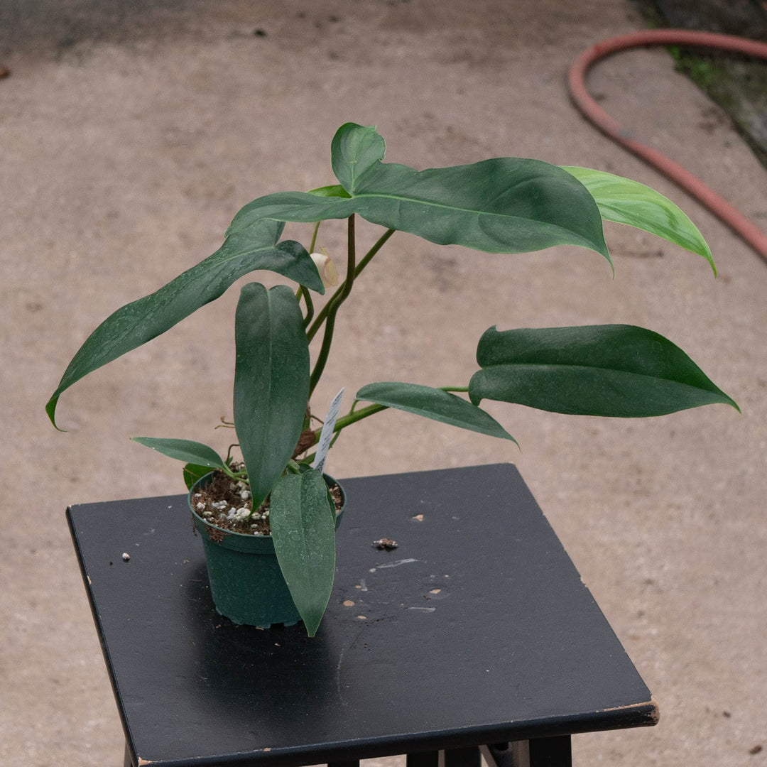 Gabriella Plants Philodendron 4" Philodendron 69686