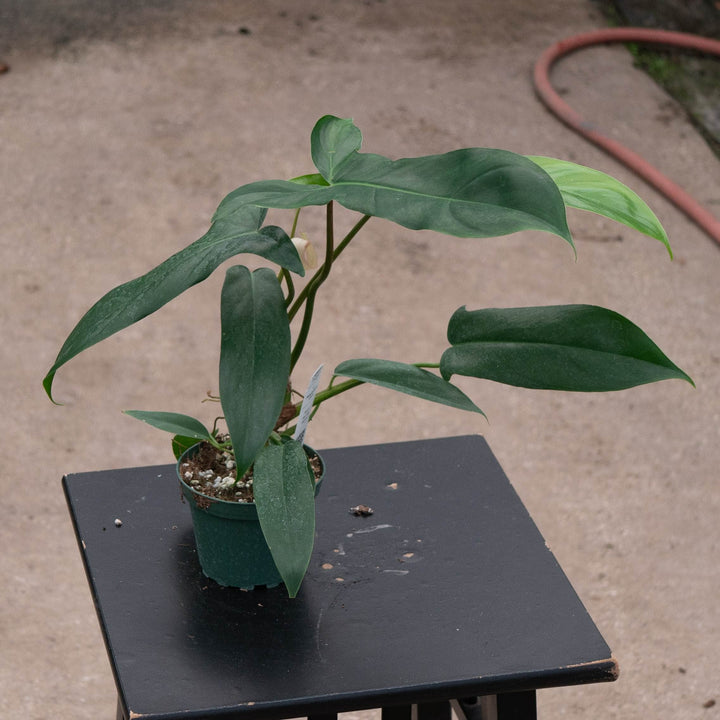 Gabriella Plants Philodendron 4" Philodendron 69686