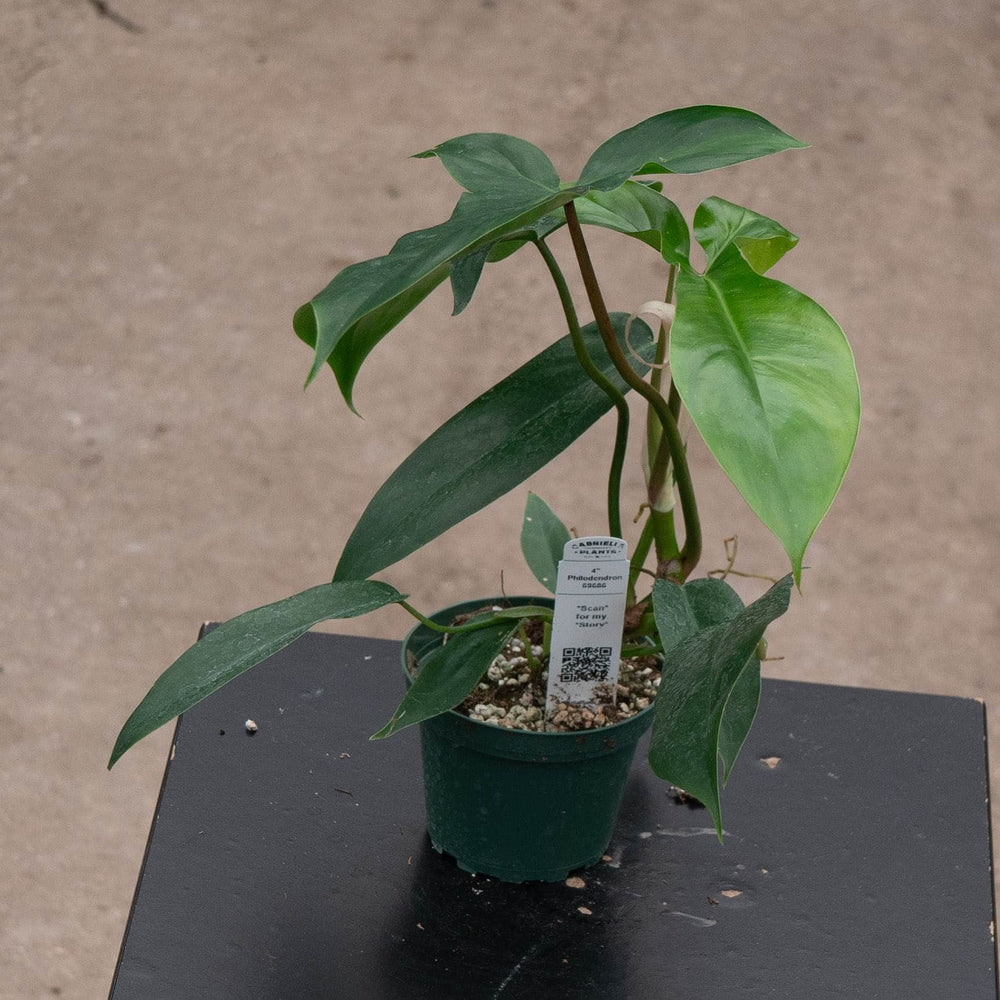 Gabriella Plants Philodendron 4" Philodendron 69686