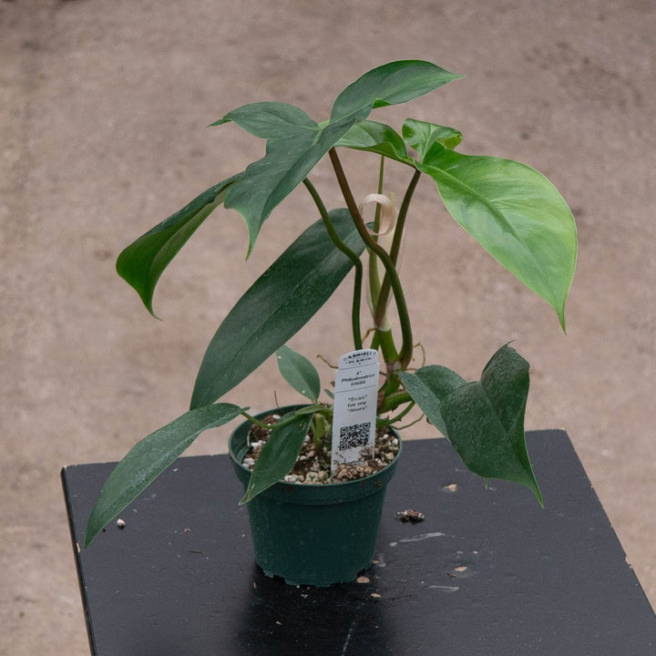 Gabriella Plants Philodendron 4" Philodendron 69686