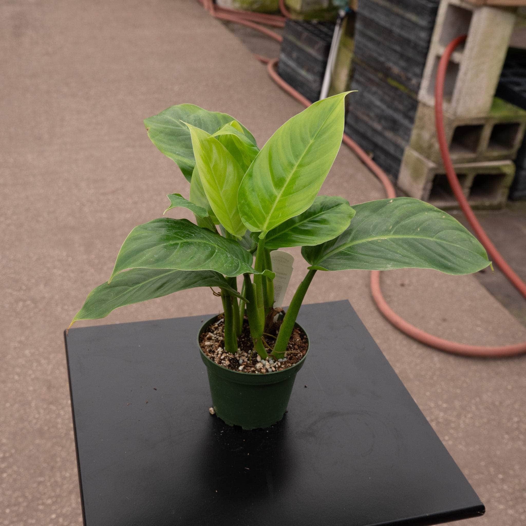 Philodendron angustialatum
