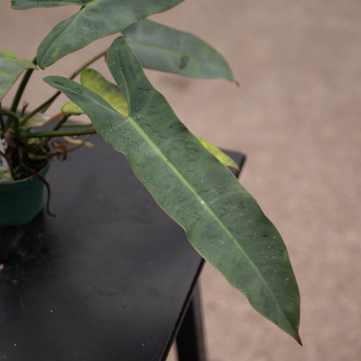 Gabriella Plants Philodendron Philodendron atabapoense