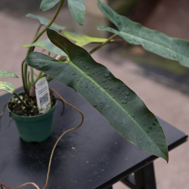 Gabriella Plants Philodendron Philodendron atabapoense