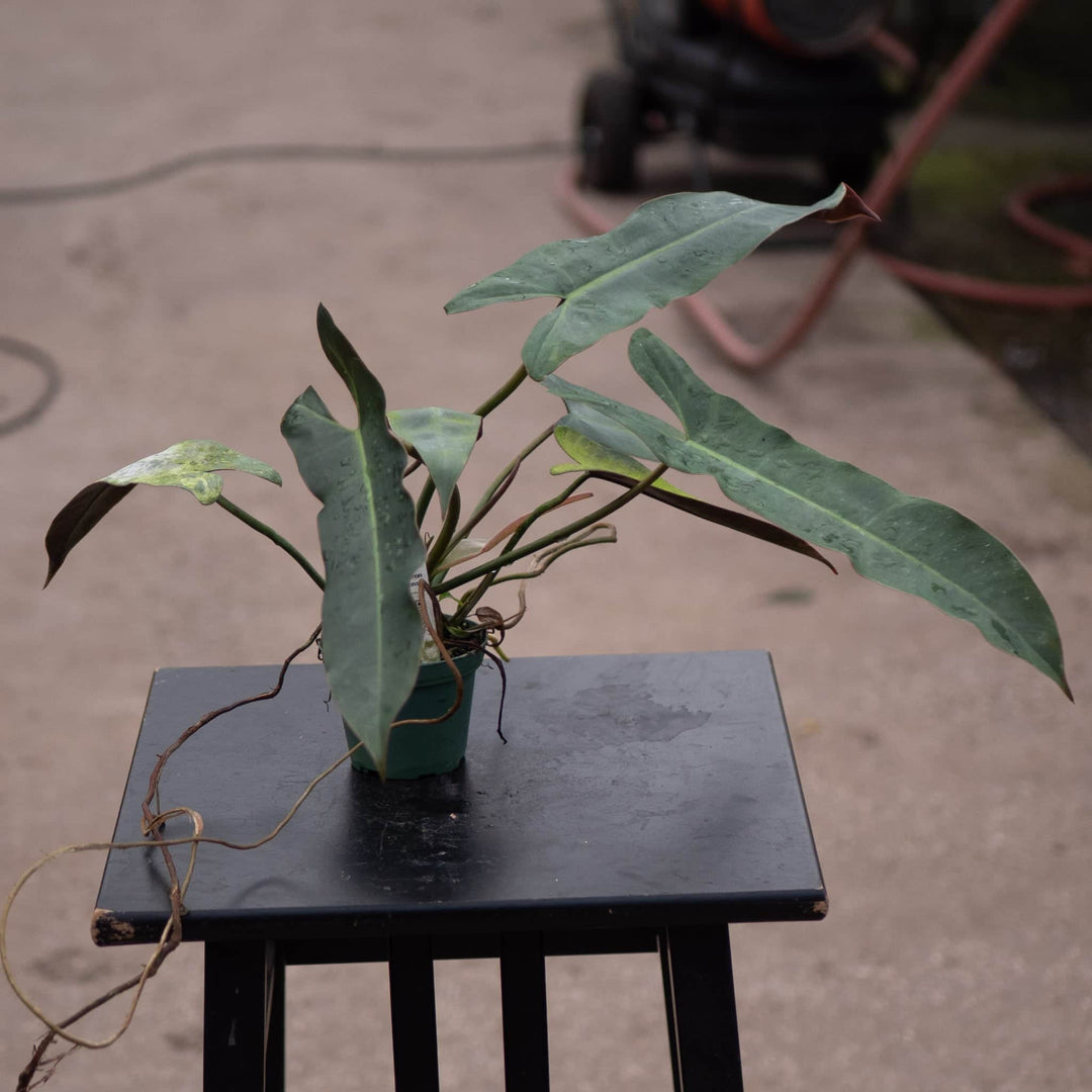 Gabriella Plants Philodendron Philodendron atabapoense