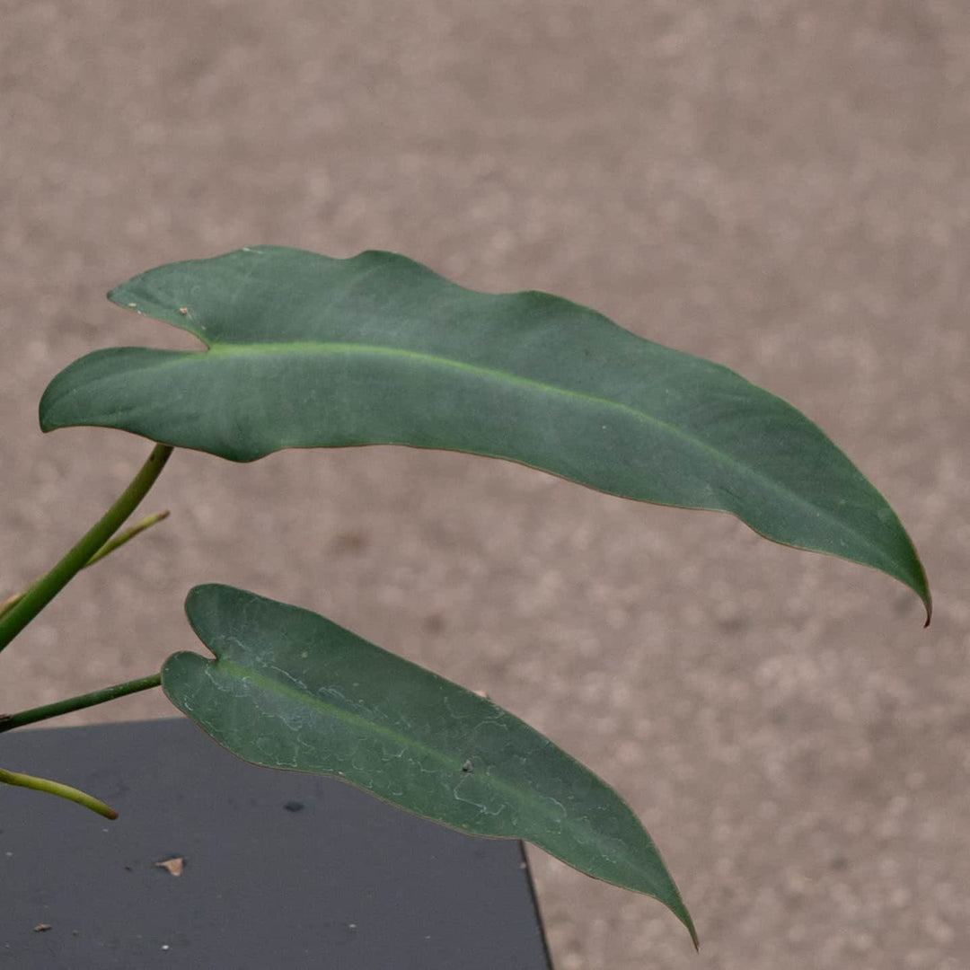 philodendron atabapoense price Philodendron Atabapoense 4"