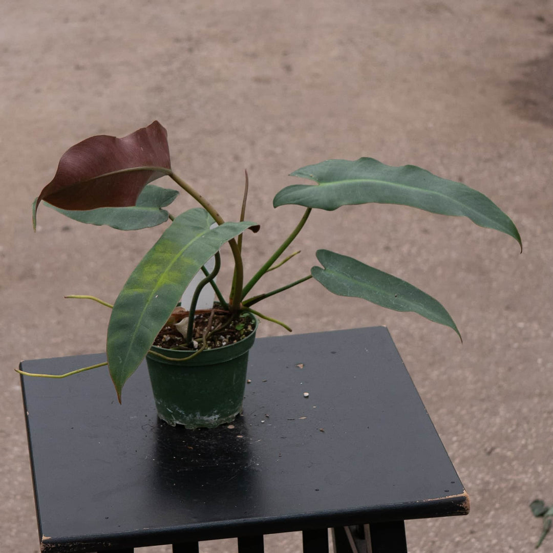 philodendron atabapoense care Philodendron Atabapoense 4"