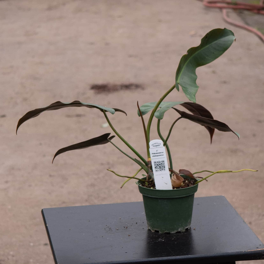 philodendron atapoense Philodendron Atabapoense 4"