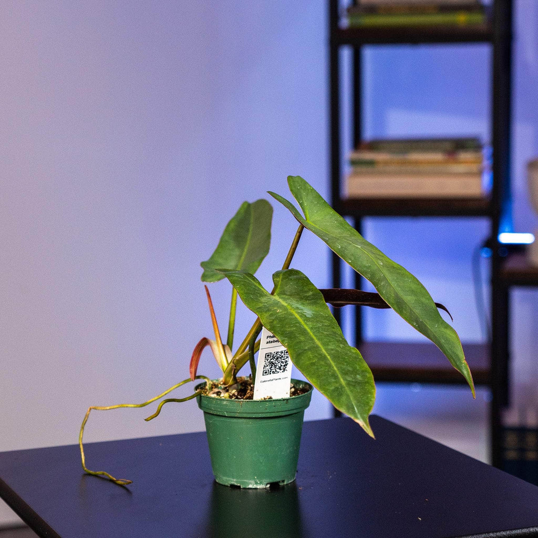 Philodendron atabapoense - Gabriella Plants