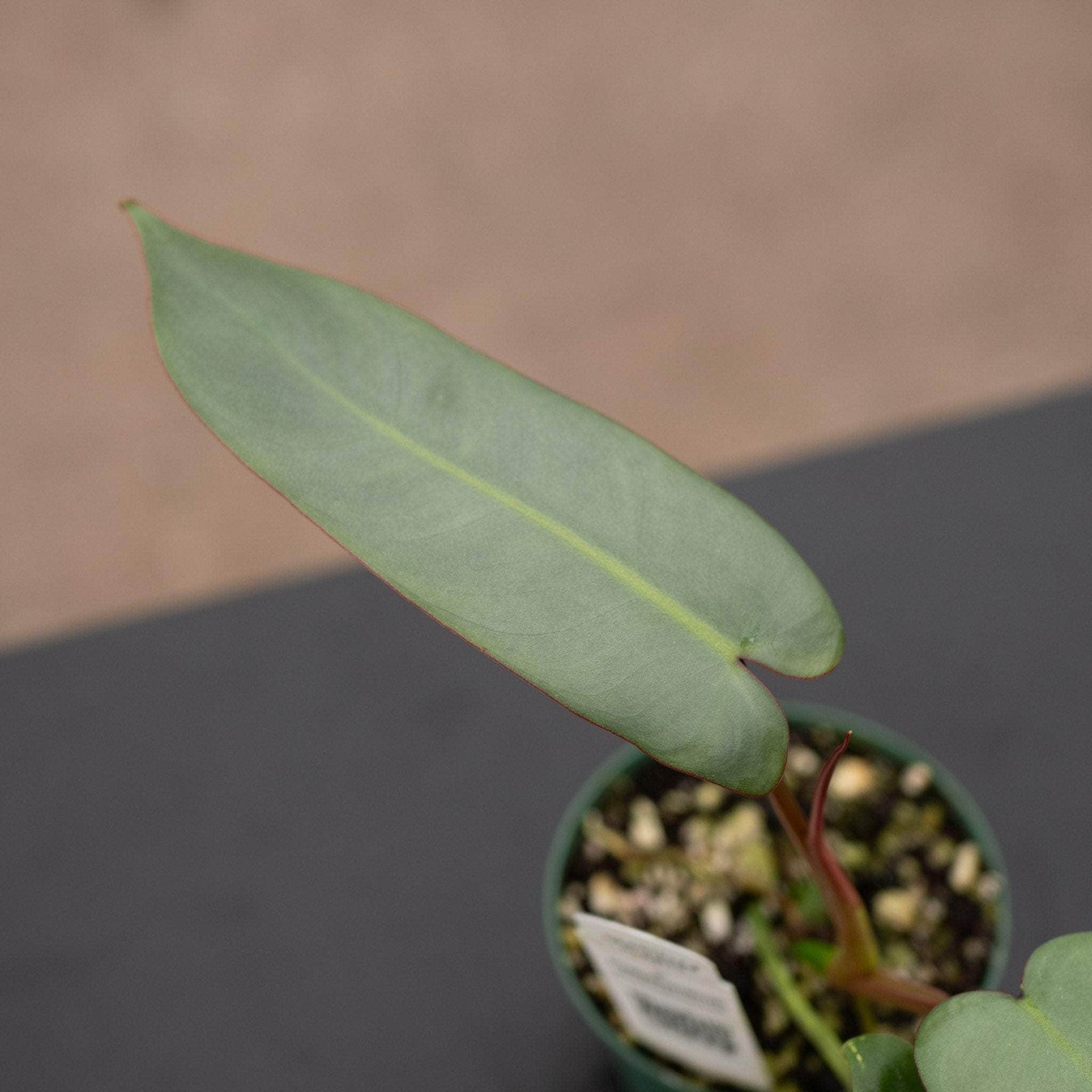philodendron atabapoense care Philodendron atabapoense