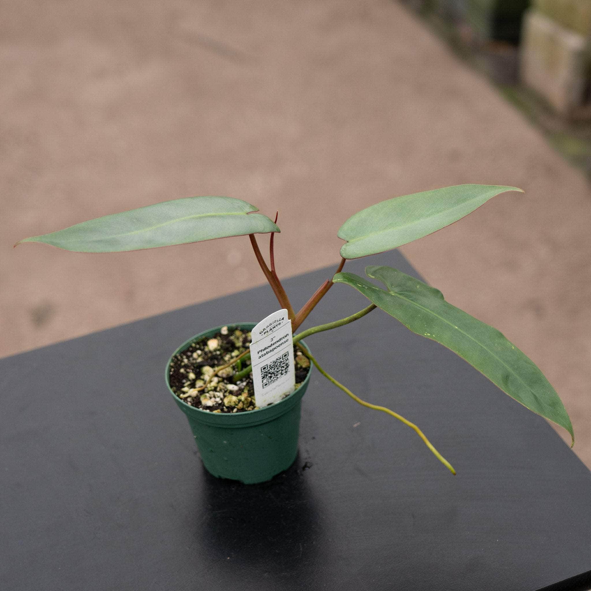 Gabriella Plants Philodendron atabapoense - Thumbnail 4