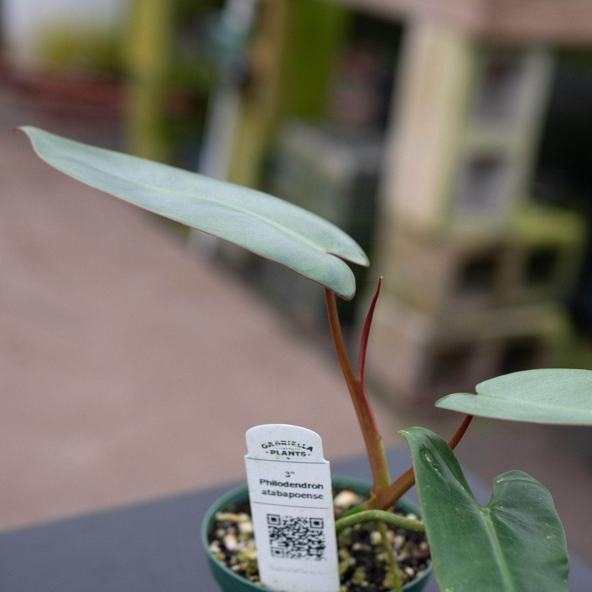 Gabriella Plants Philodendron atabapoense - Thumbnail 5