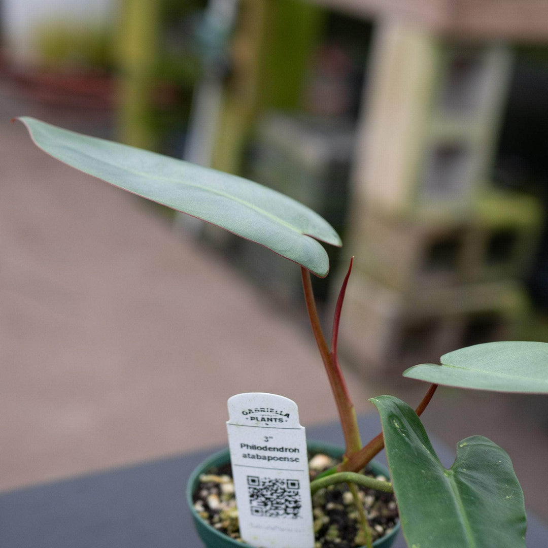 philodendron atabapoense Philodendron atabapoense