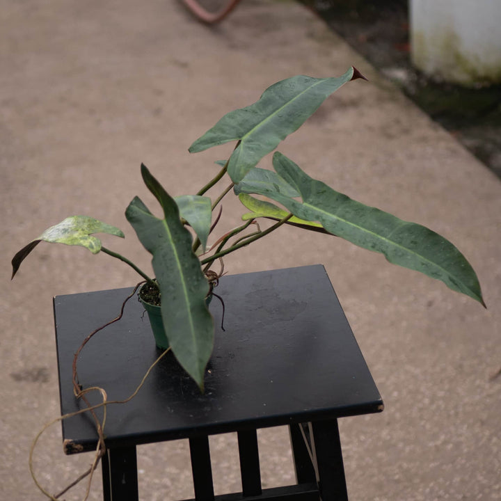 Gabriella Plants Philodendron 4” Philodendron atabapoense