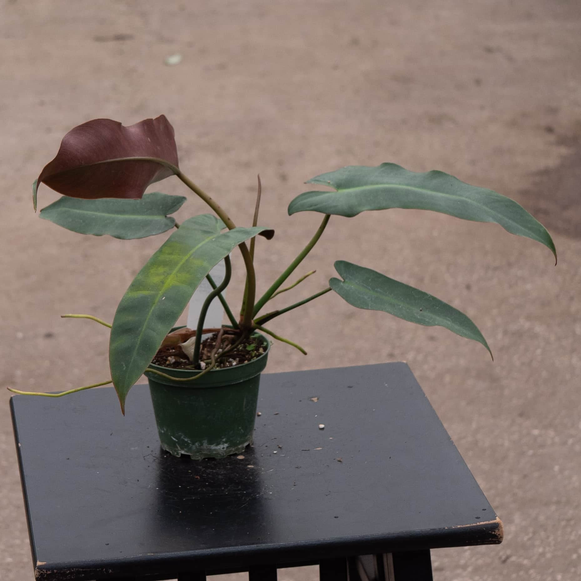 Philodendron Atabapoense 4