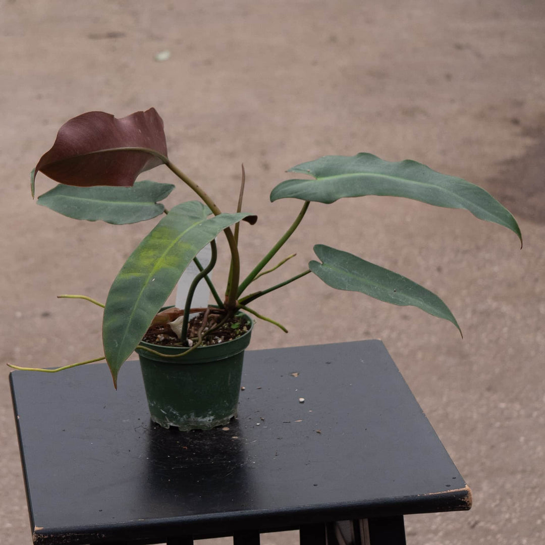 philodendron atabapoense mature Philodendron Atabapoense 4"