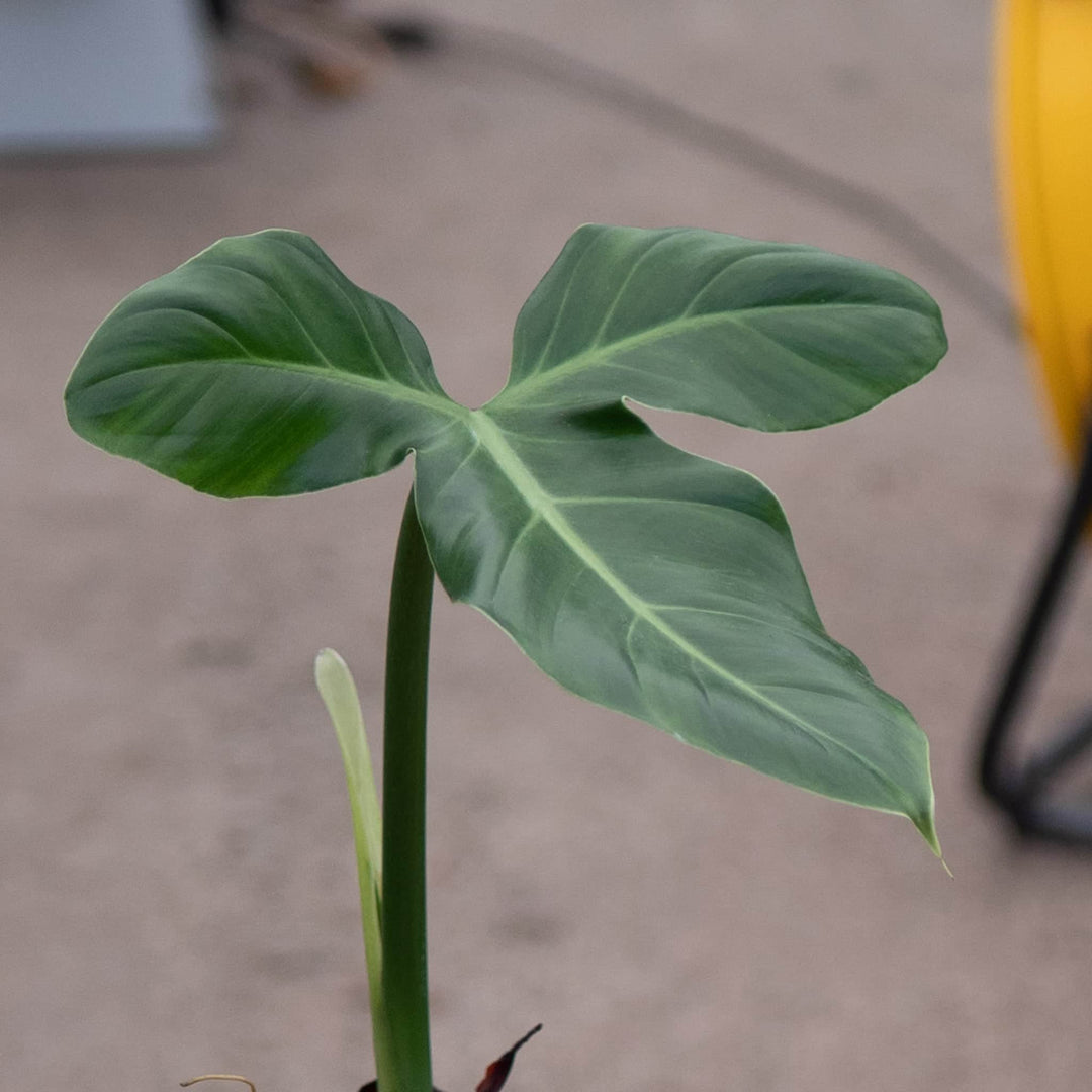 philodendron barrosoanum 3 Philodendron barrosoanum