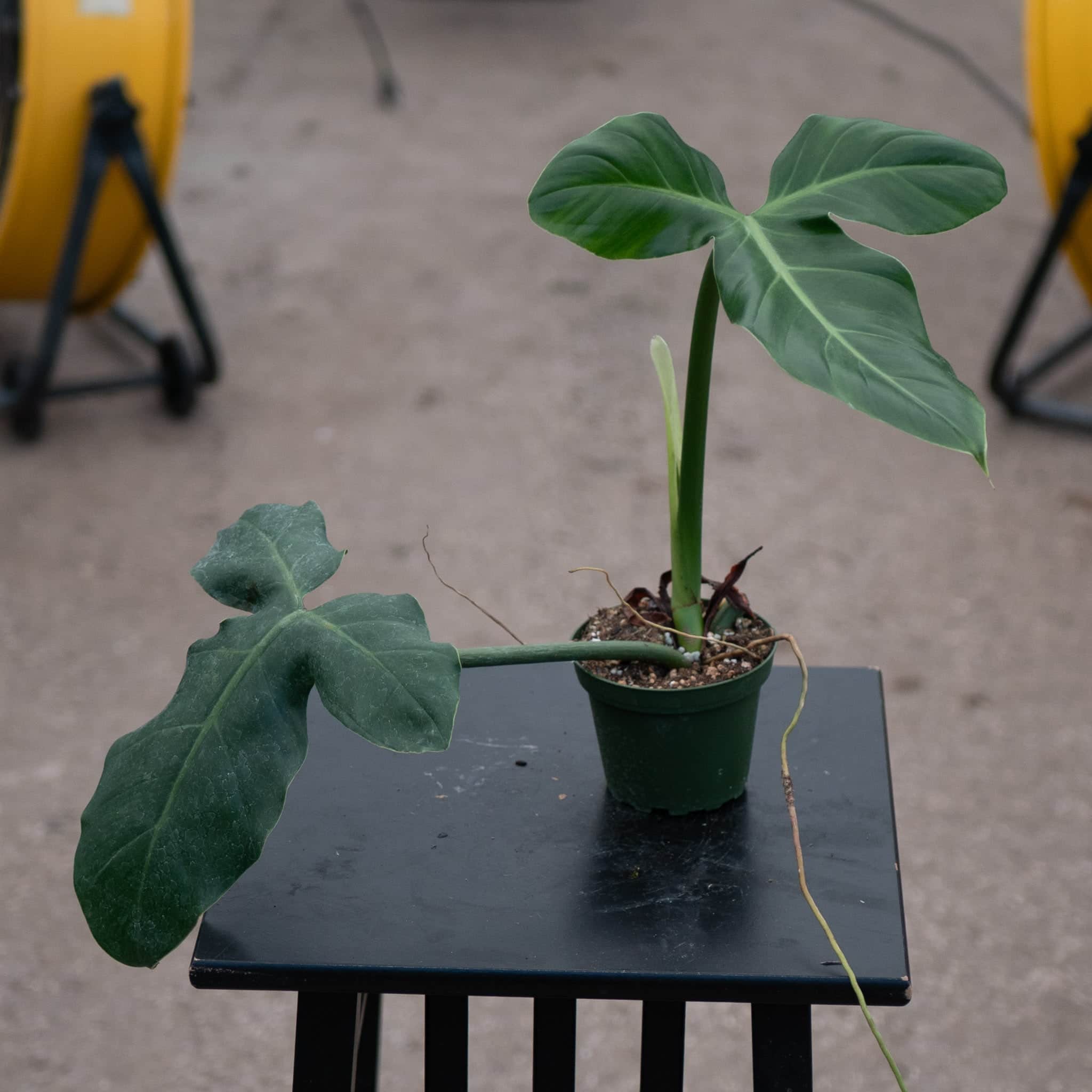 philodendron barroso anum giganteum Philodendron barrosoanum