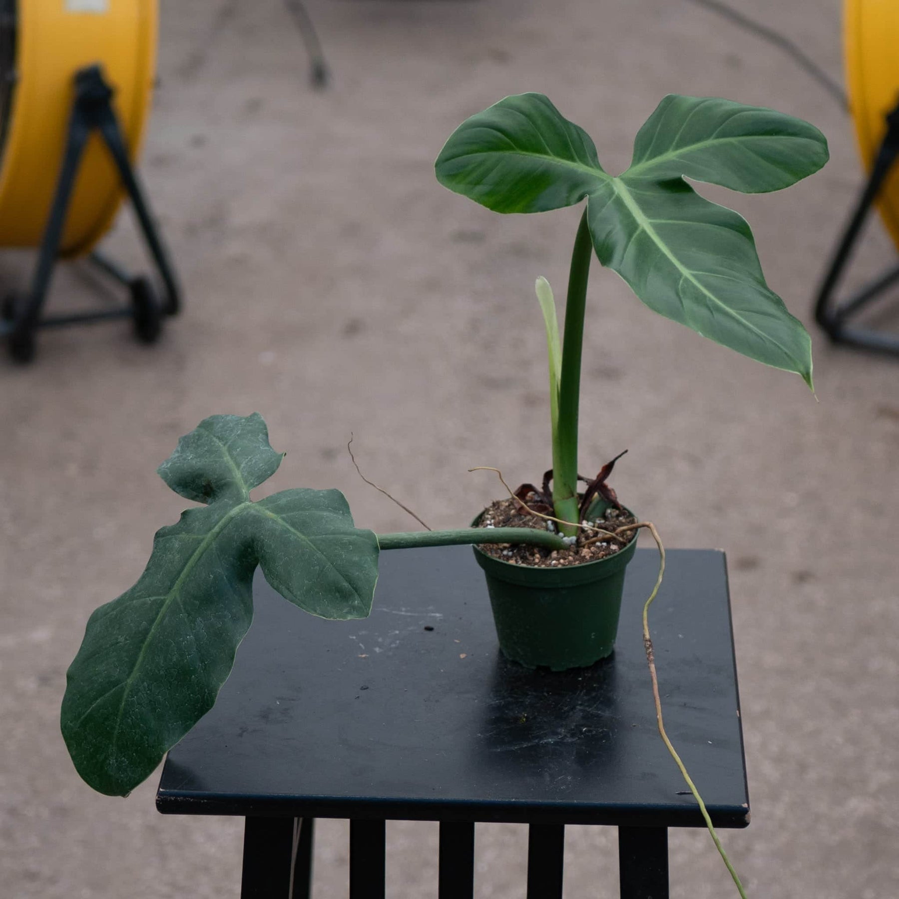 philodendron barroso anum 3 Philodendron barrosoanum